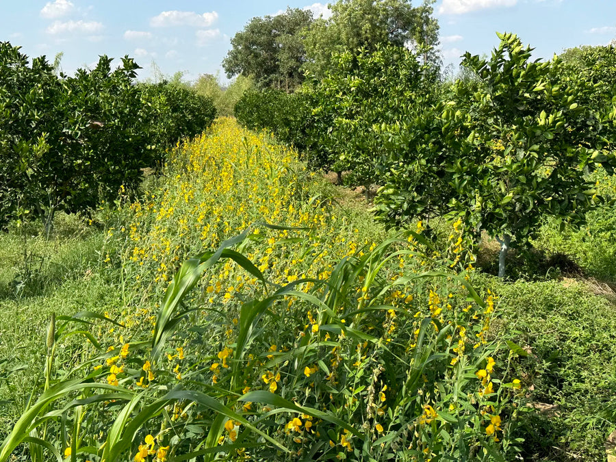 Cover Crops & Living Roots