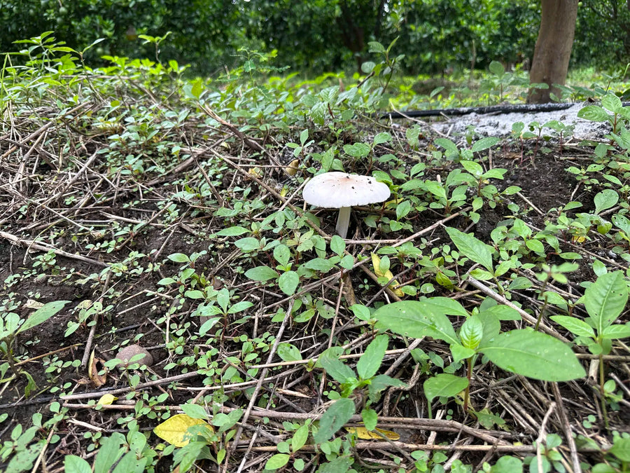 Nature Returns