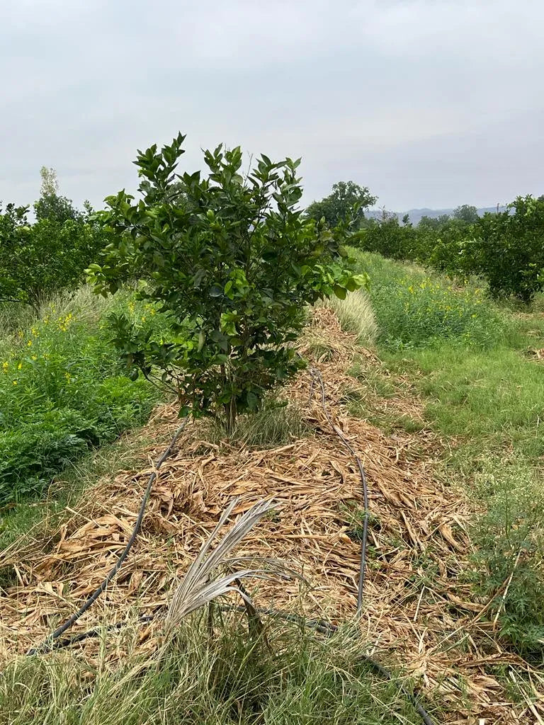 Soil Armour